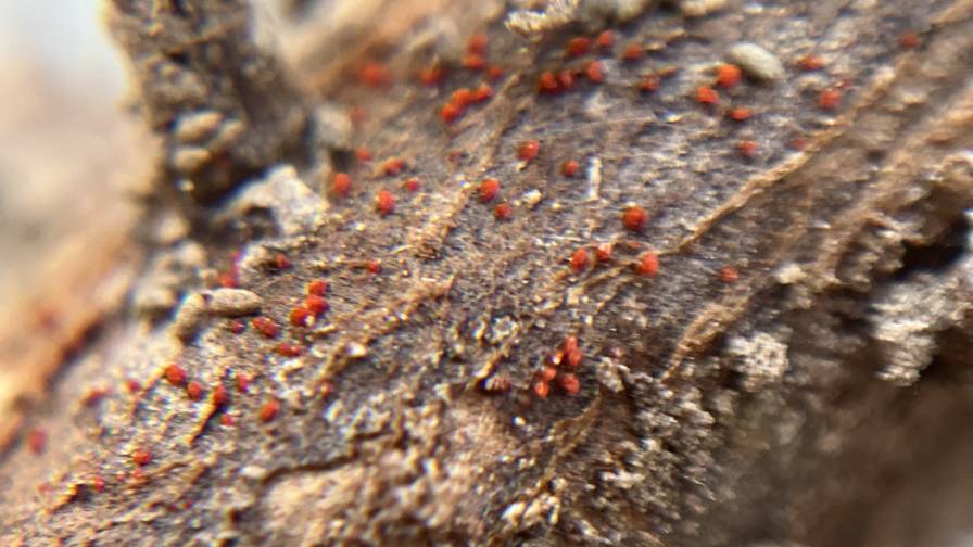 Tiny, bright red pustules on soybean roots are a telltale sign of red crown rot, a disease that severely affects yields and is spreading throughout the Midwest. 